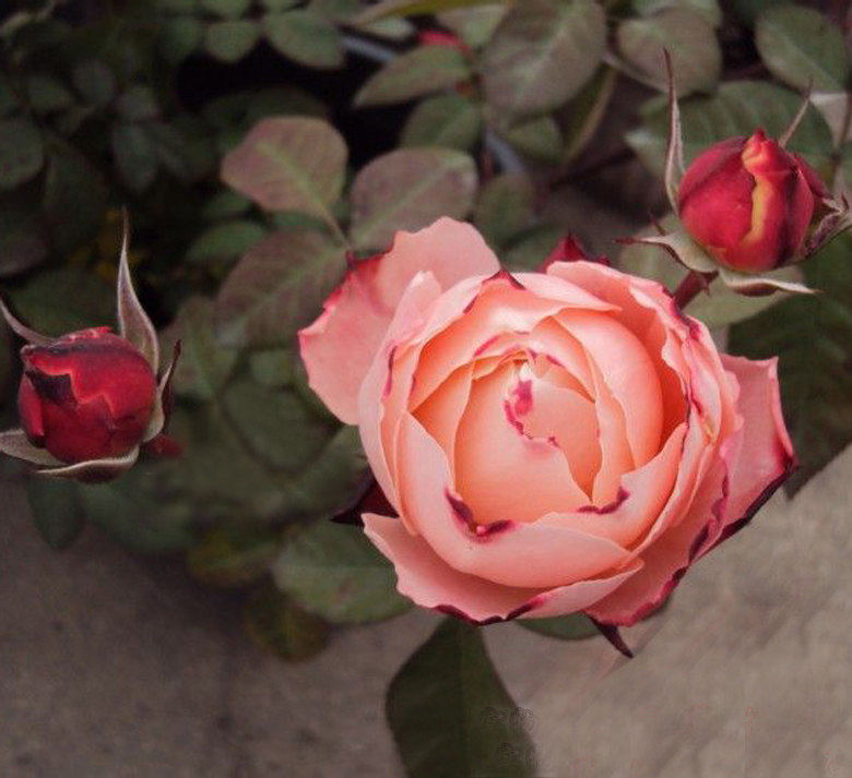 月季花幸运甜蜜回音四季开花灌木浓香切花月季时令草本花卉