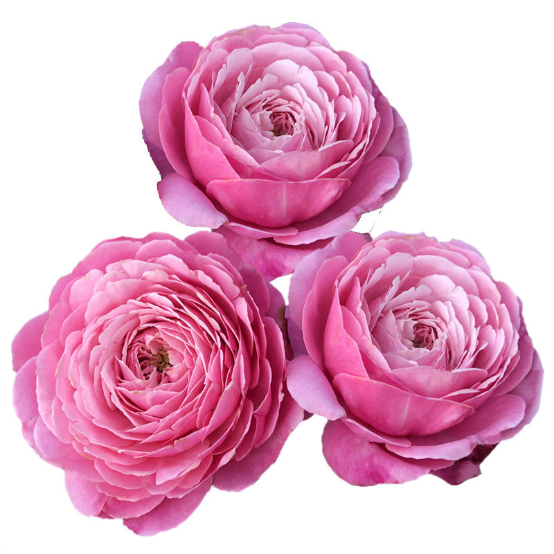 欧月月季月季花花苗修女伊丽莎白浓香多花玫瑰四季时令草本花卉