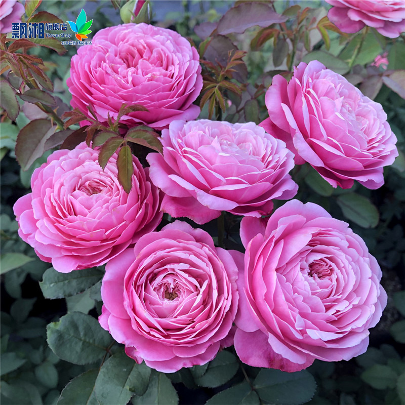 欧月月季月季花花苗修女伊丽莎白浓香多花玫瑰四季花卉