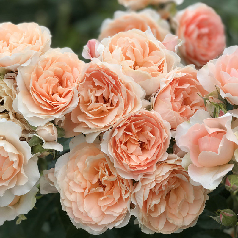 花苗月季月季花杏色露台阳台盆栽适合新手花卉时令草本花卉