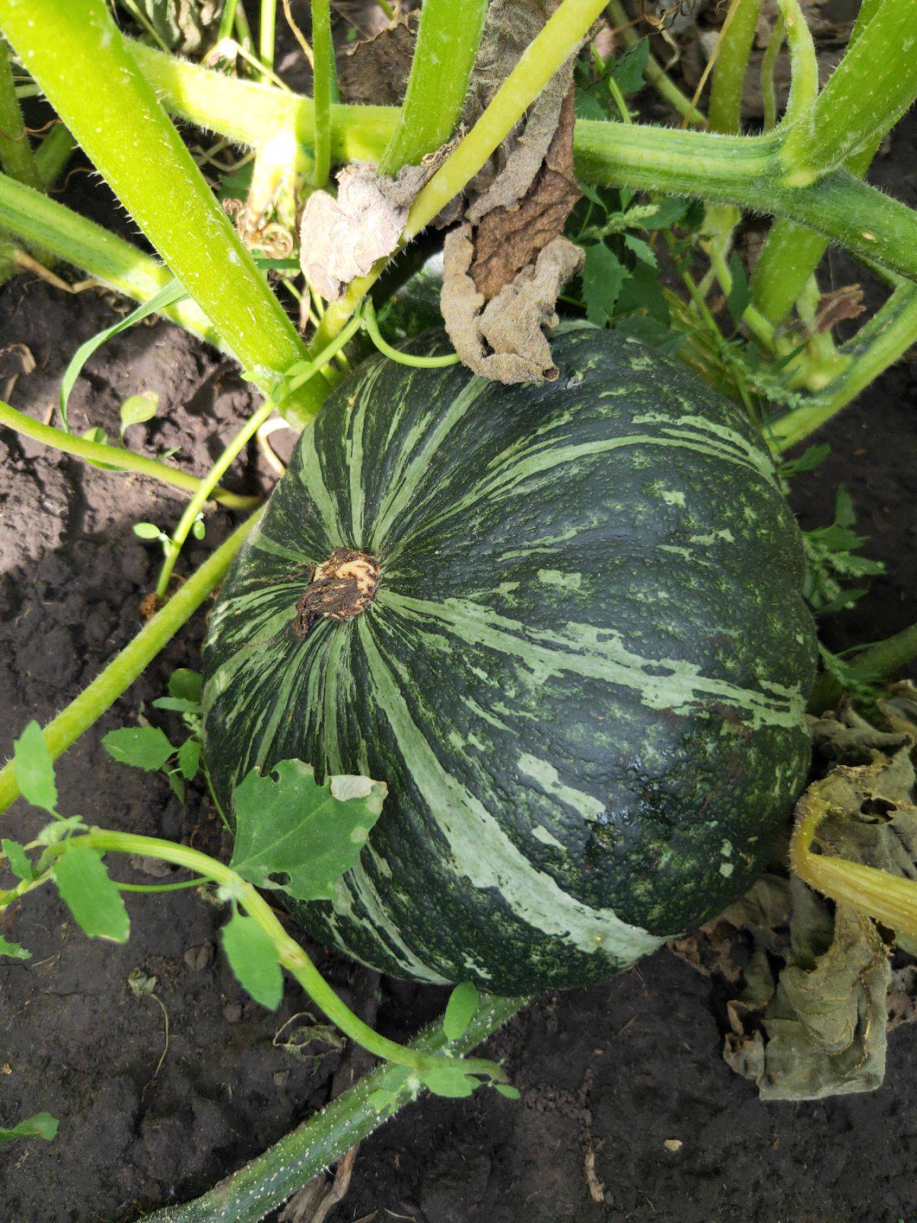 种子东北窝瓜倭瓜南瓜子甘甜面甜蛋黄香谢花面窝蔬菜种子