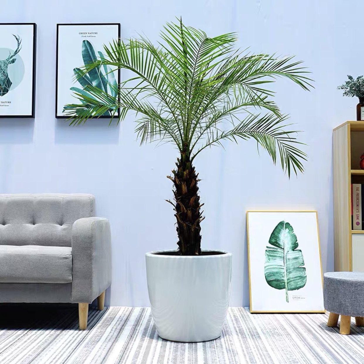 盆栽美丽针葵热带景观室内办公室阳台别墅庭院大型绿植