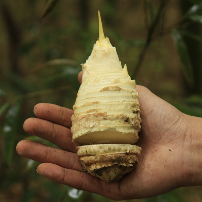 新鲜现挖临安天目山冬笋竹笋笋子野生毛笋天目竹笋