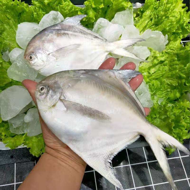 鲳鱼青岛野生海捕银大白大平平鱼海鲜水产冷冻鲳鱼
