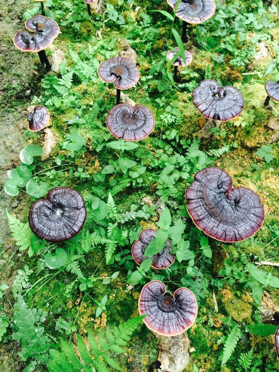 福建特产不苦野生灵芝赤芝林中灵紫芝黑灵芝瑞草木灵芝灵芝草切片