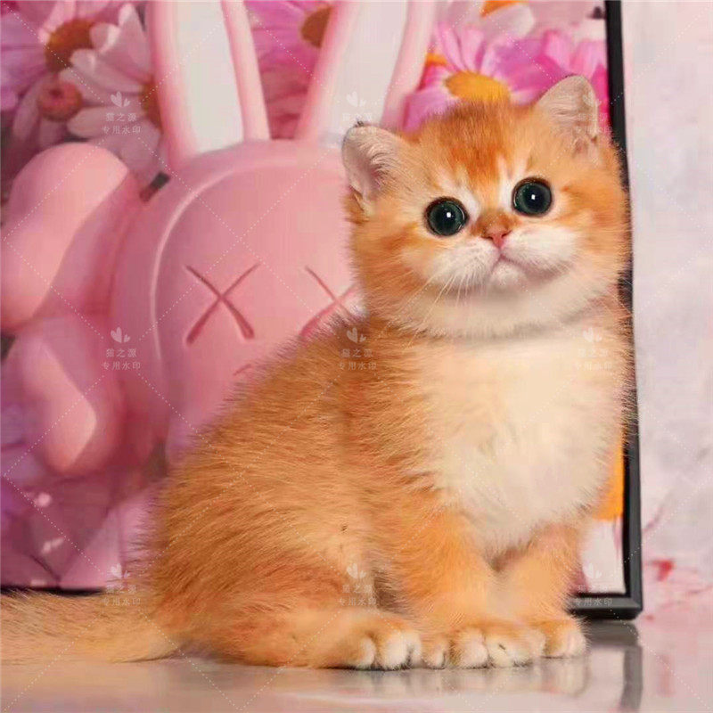 纯种金渐层宠物活体家养猫咪ny11ny12色金渐层长毛猫咪