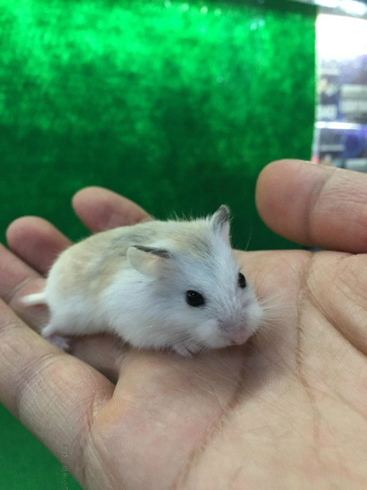 仅限广东省内公母备注老婆婆活体仓鼠