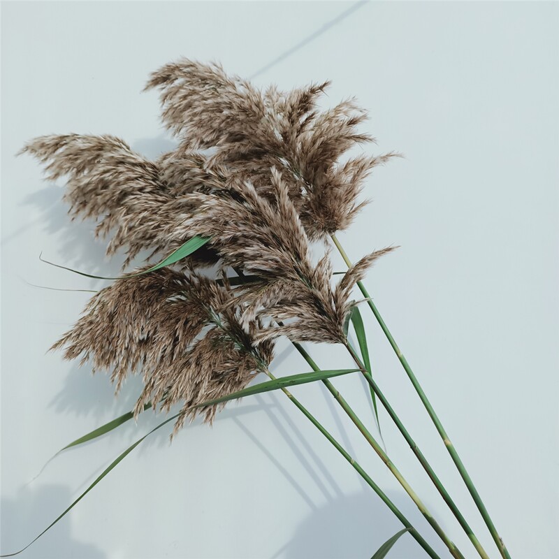 芦苇干花天然永生永生花花束橱窗装饰摆件拂尘干花