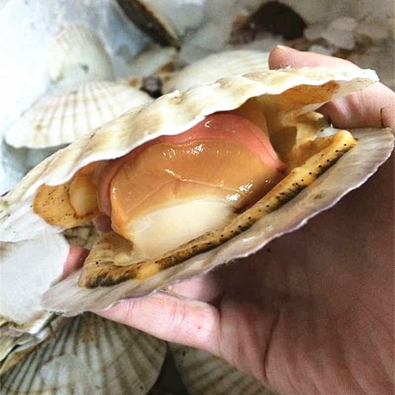 成都海鲜配送 特价促销山东产特大鲜活扇贝王 大元贝 每斤2-3只