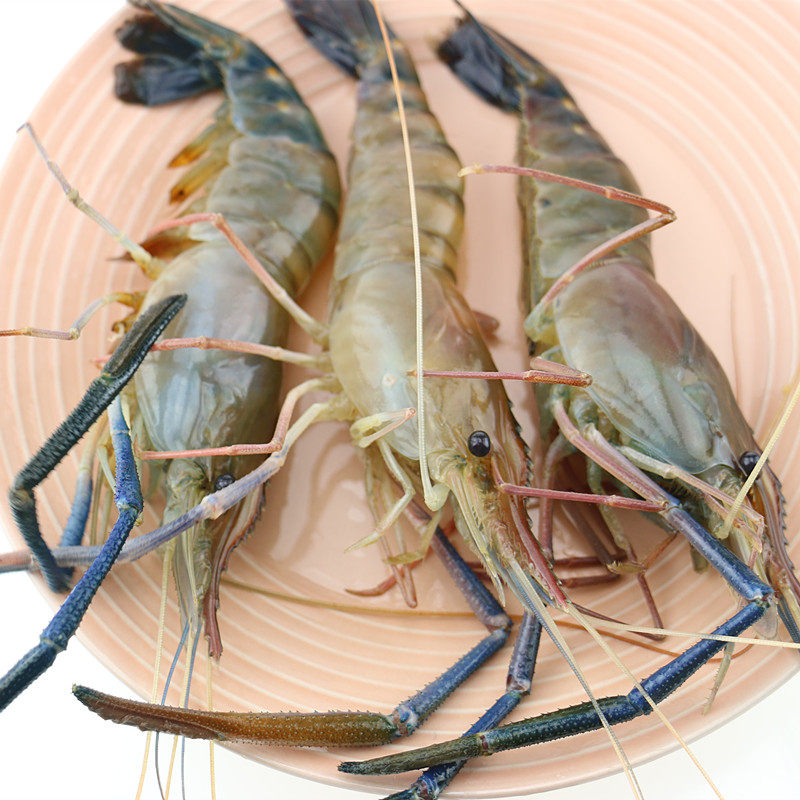 成都海鲜配送当天空运海口养殖鲜活罗氏大头虾活虾