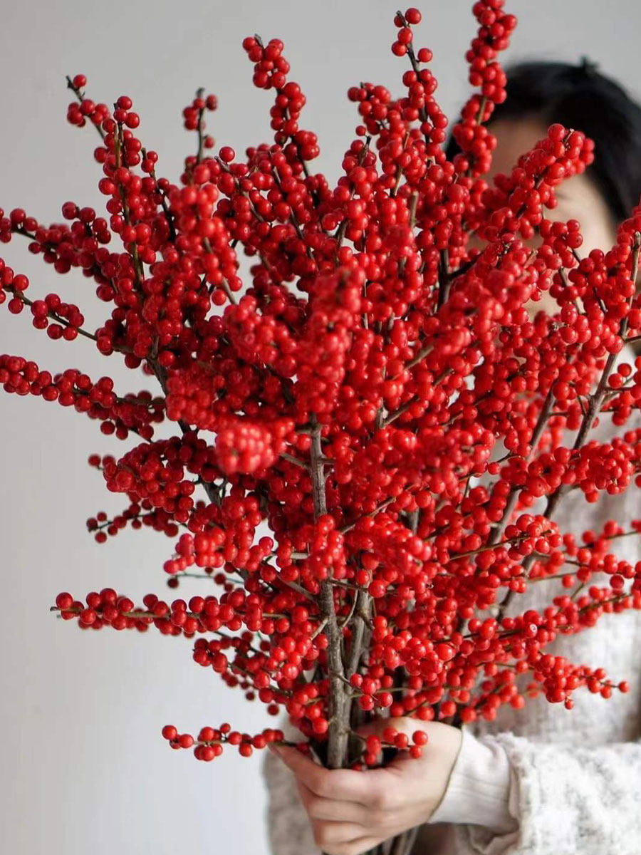 北美冬青发财红果果鲜花真花春节喜庆年宵花