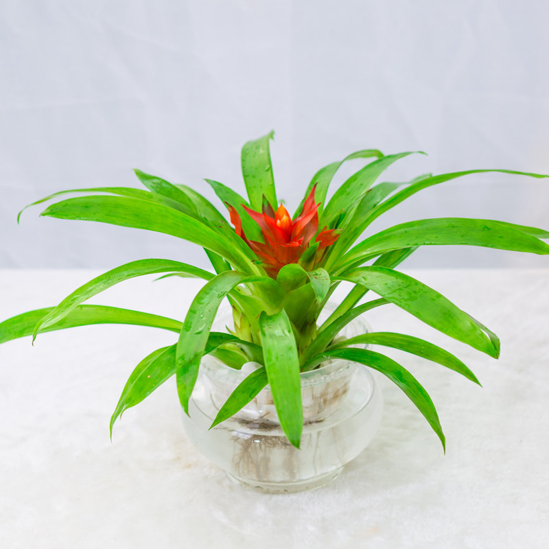 水培鸿运当头盆栽植物四季花卉观花办公室桌面室内时令草本花卉