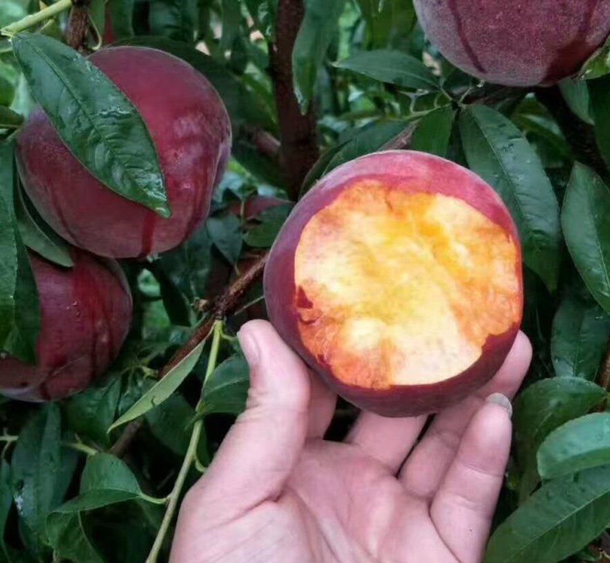 紫血桃树苗 嫁接紫肉桃苗 紫肉血桃树苗 红肉血桃子苗 果树苗包邮