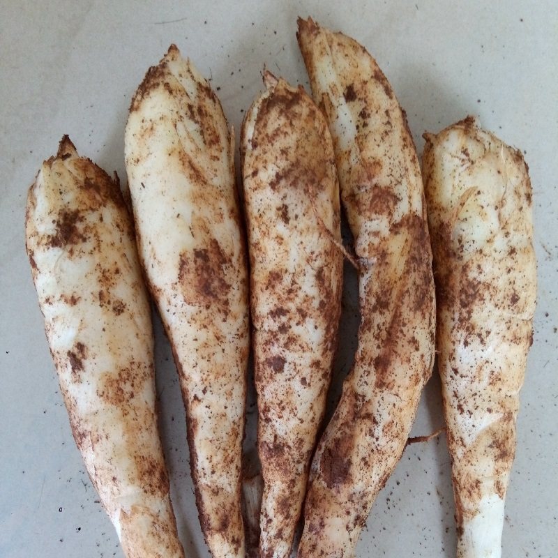 小竹5斤包邮新鲜冬粉薯节猪仔薯冬薯粉番薯其它