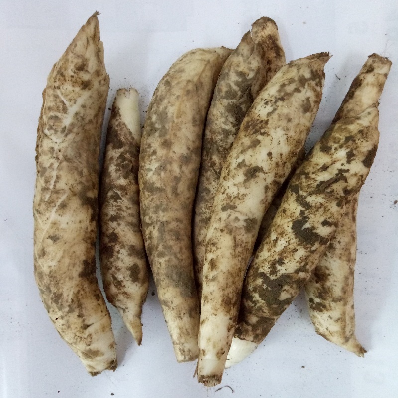 小竹5斤包邮新鲜冬粉薯节猪仔薯冬薯粉番薯其它