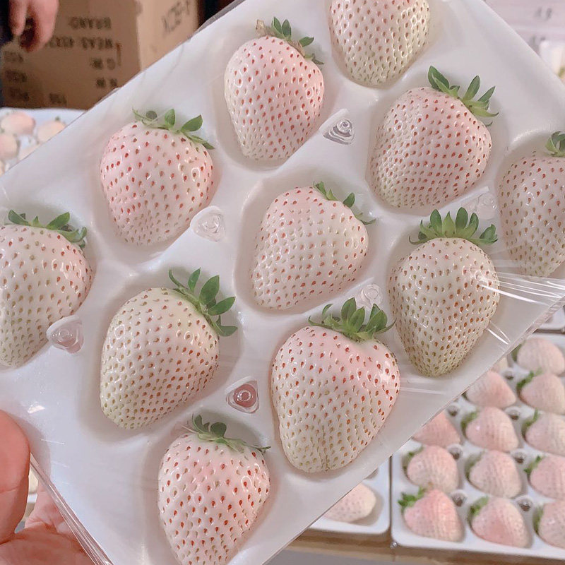 雪白草莓礼盒牛奶奶油新鲜孕妇当季水果日本草莓