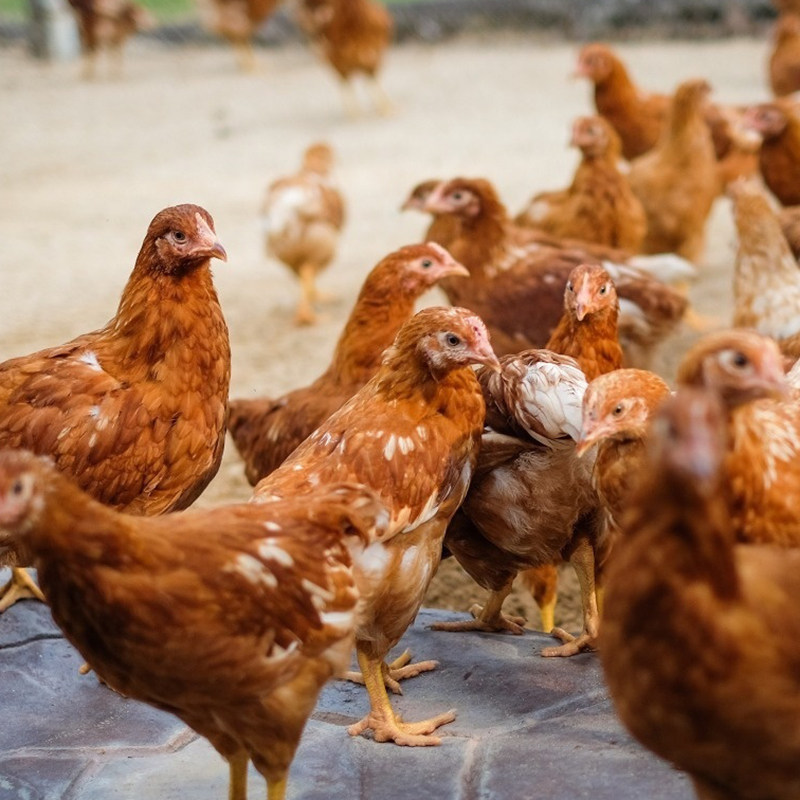 蛋鸡海兰蛋母高产红毛下蛋王红毛到家包活活鸡整鸡