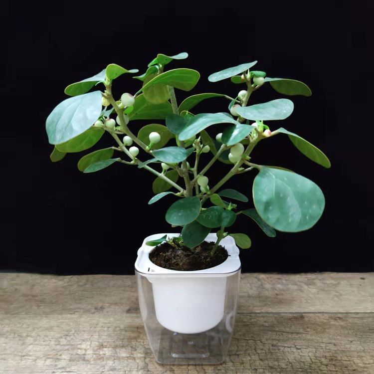 菩提树盆栽室内发财树四季禅意植物办公客厅招财绿植