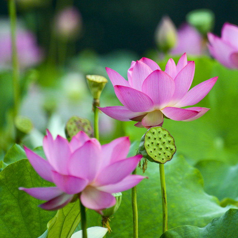 四季观赏荷花种籽食用莲藕种苗盆栽大型莲花水培水养家庭池塘种藕