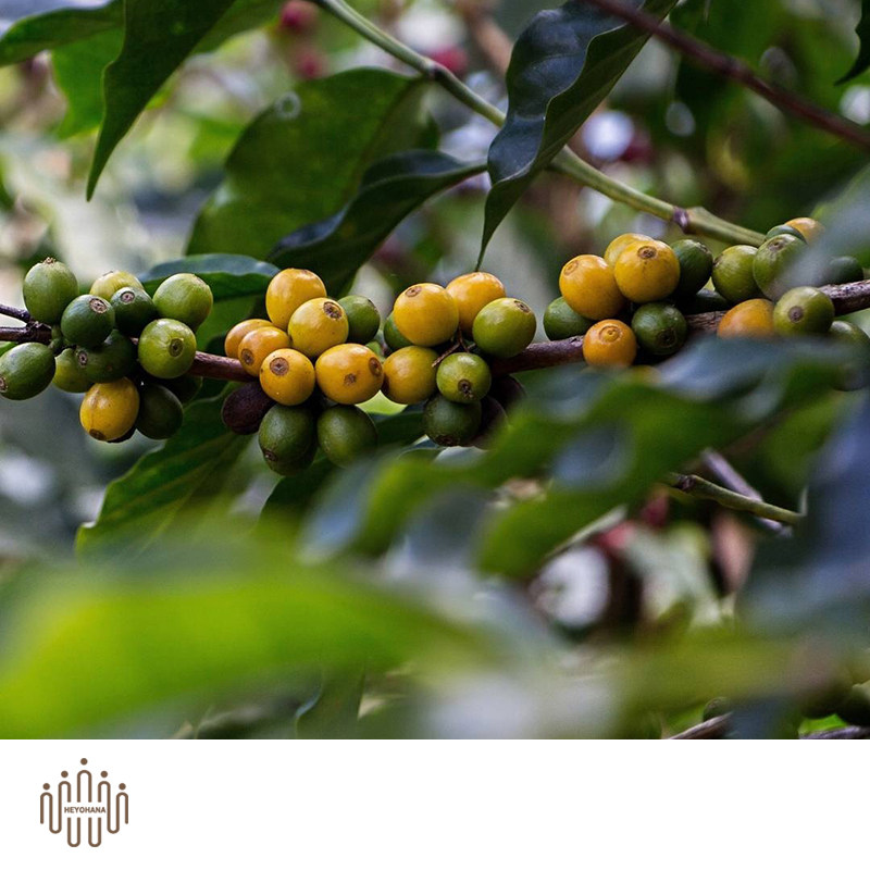 ohanacoffee巴西香醇浓郁咖啡豆手冲咖啡精品单品新鲜咖啡豆