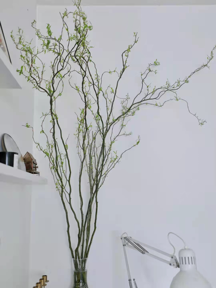 水培龙柳鲜枝切花水植物雪柳干枝水养易活观叶泡水绿植