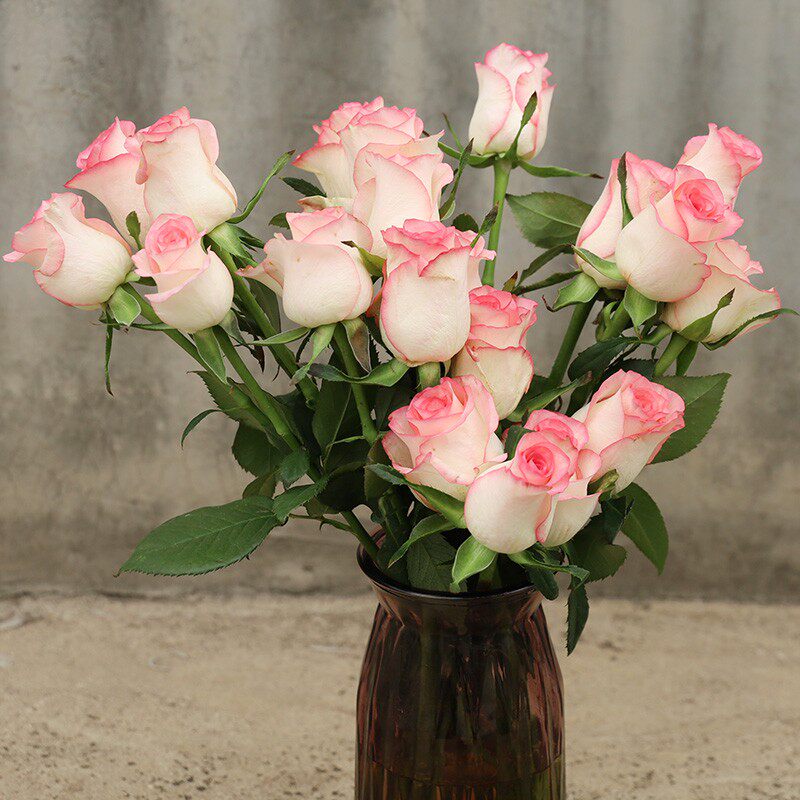 月季艾莎玫瑰月季花花苗四季开花灌木浓香切花时令草本花卉