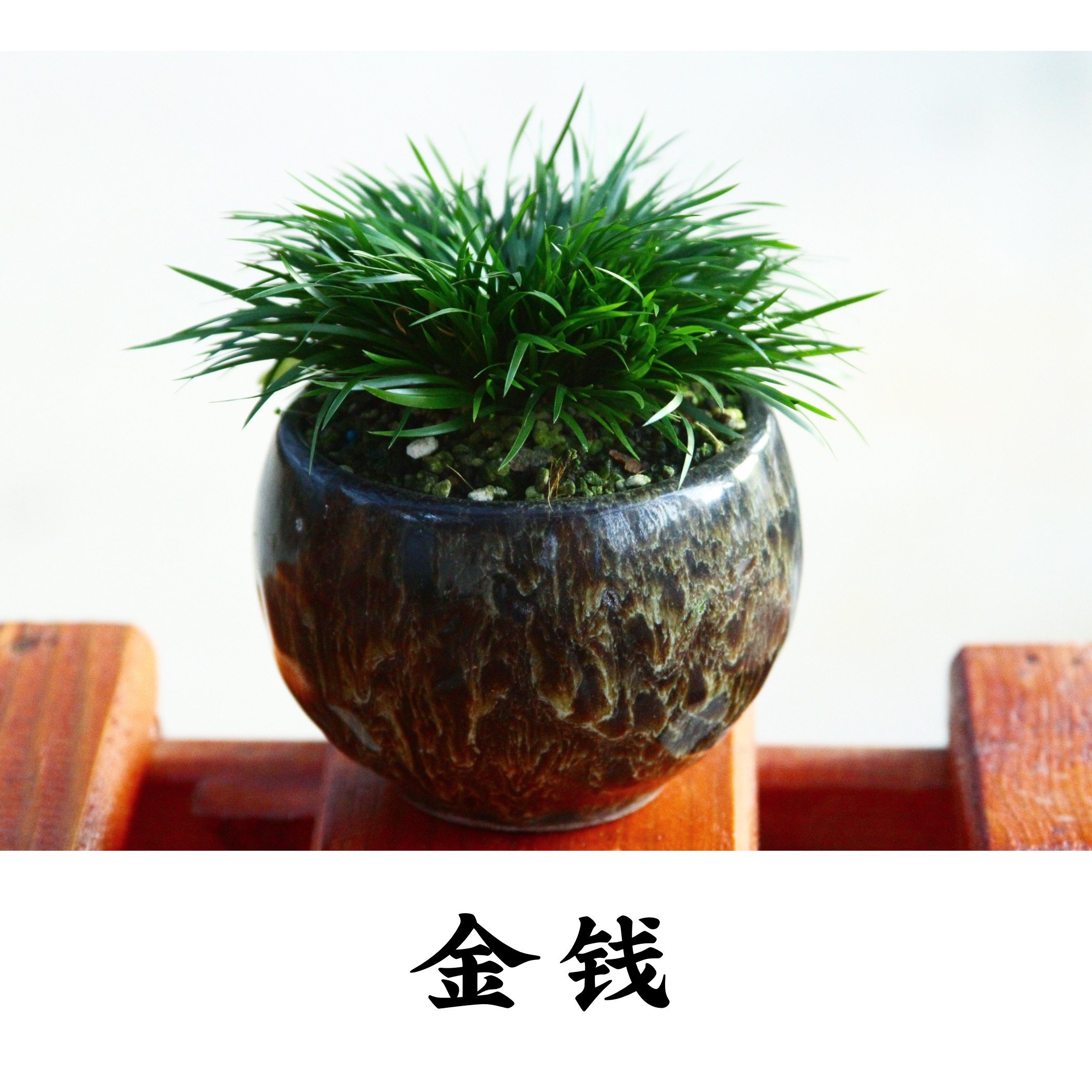 菖蒲黄金姬虎须金钱贵船苔有栖川金凤凰盆景绿植迷你树桩微型盆栽-乐