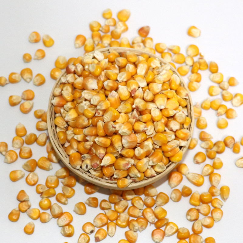 50斤玉米粒玉米籽鸽子鸡鸭鸟饲料打窝鱼饵包邮玉米