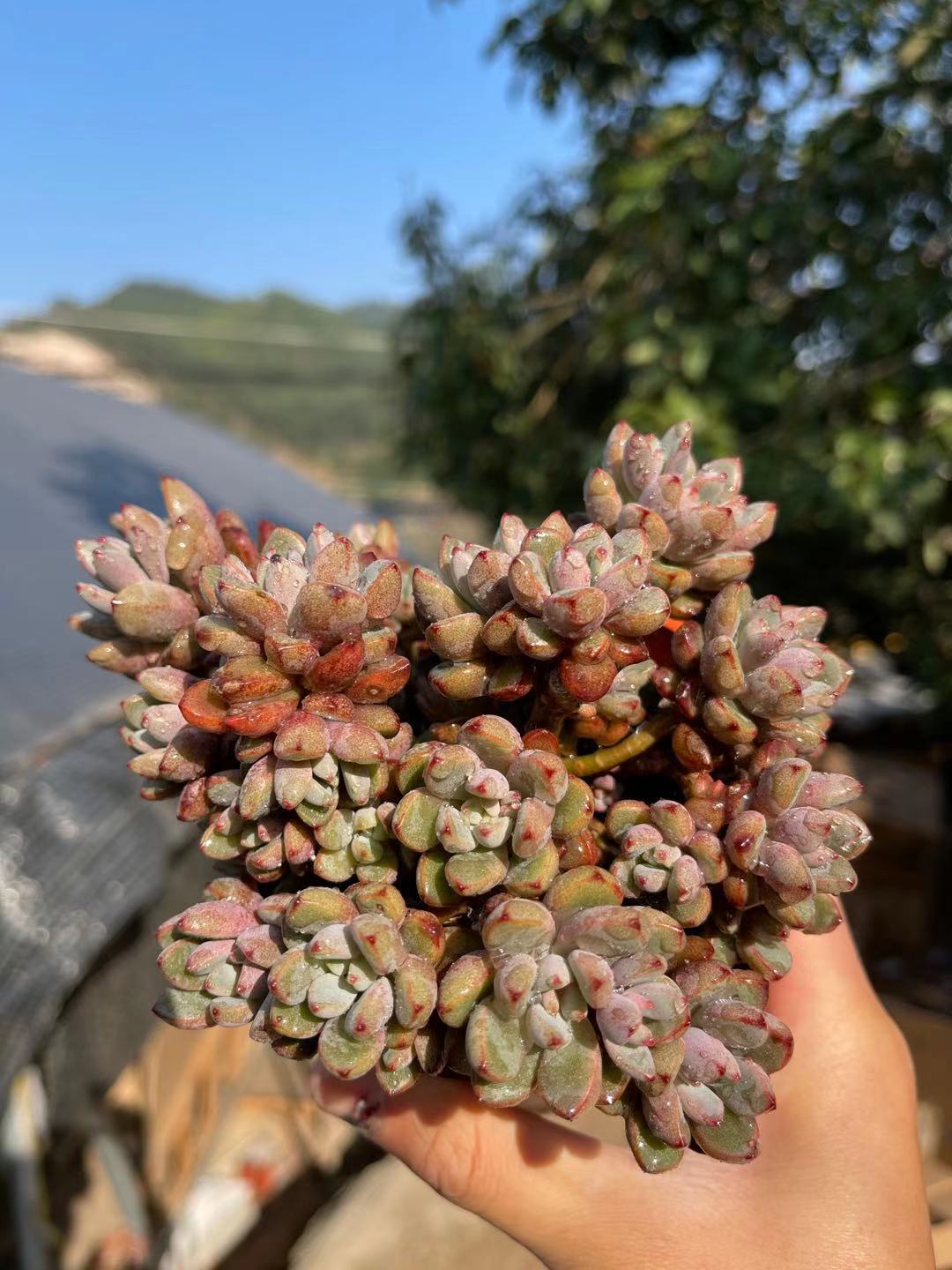 植物多肉紫梦多头办公室阳台美观趣味老桩花卉多肉植物