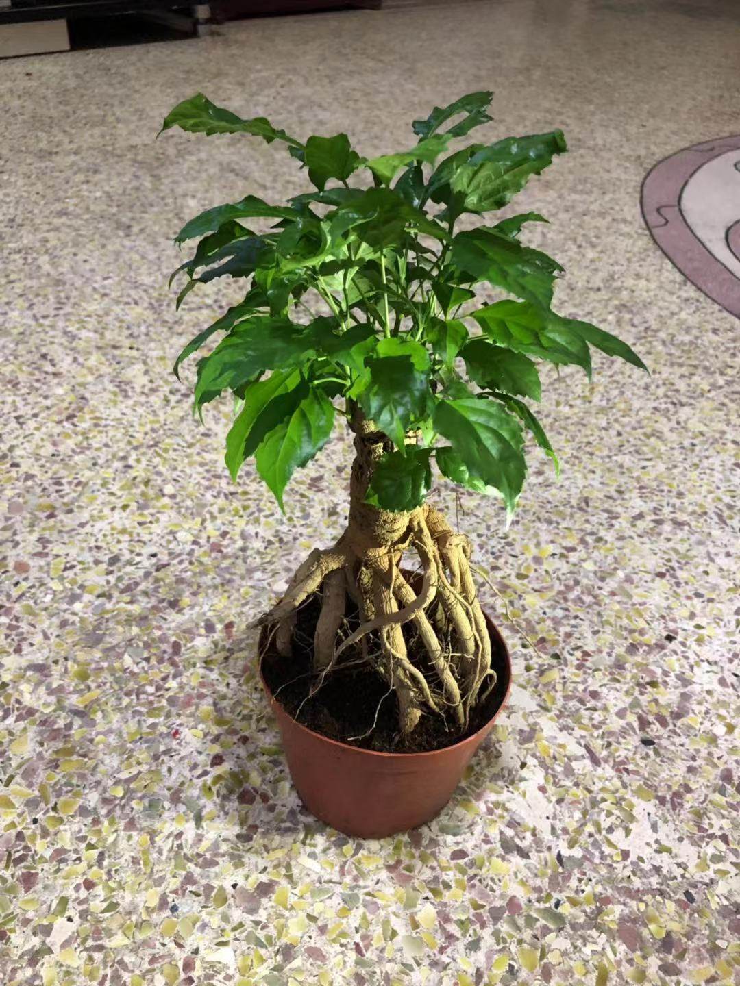 盆栽提根幸福树绿宝造型盆景室内小盆办公室桌面绿植