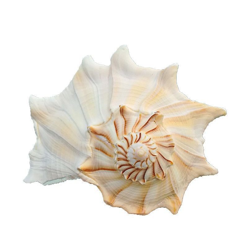 海螺天然贝壳左旋螺大佛教祭祀法器地中海家居海螺