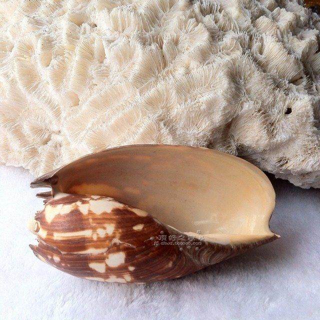 包邮天然海螺贝壳帝王螺地台家居装饰摆设鱼缸水族造景件超大收藏