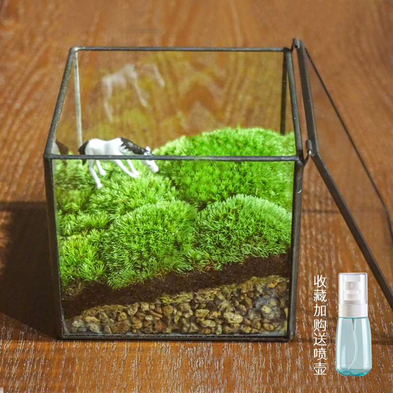 植物青苔微景盒子玻璃盆景苔藓微景观微缩微观生态瓶缸桌面摆件