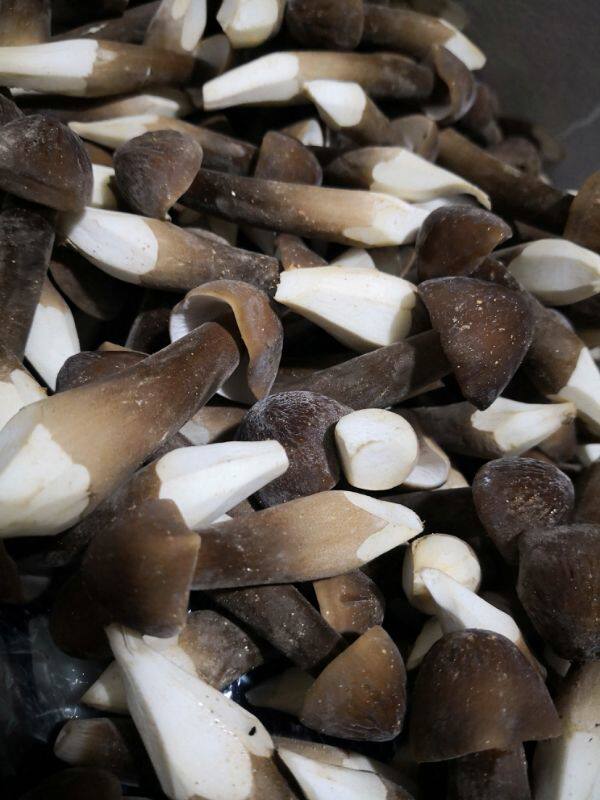 鸡枞一口田食用菌新鲜野生黑皮菌鸡枞鸡茸菇一斤新鲜松茸