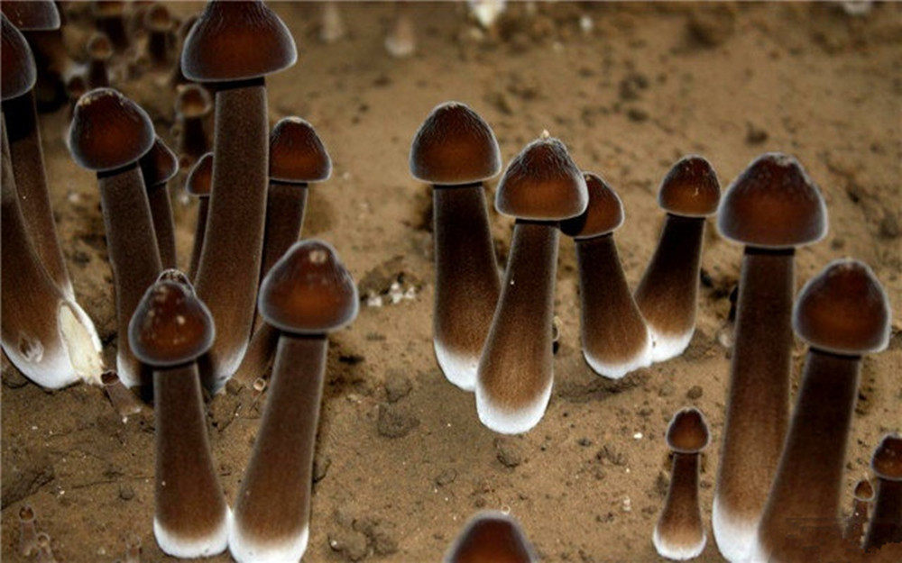 鸡枞一口田食用菌新鲜野生黑皮菌鸡枞鸡茸菇一斤新鲜松茸