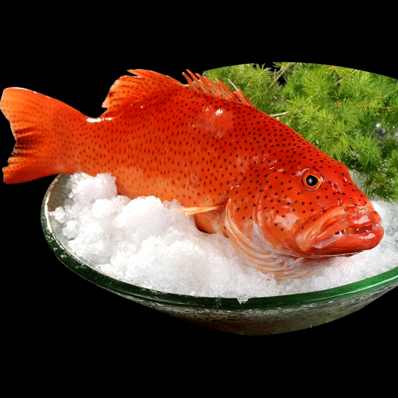 鲜活东星斑红石斑鱼青岛海鲜水产深海海鱼红鱼斑鱼