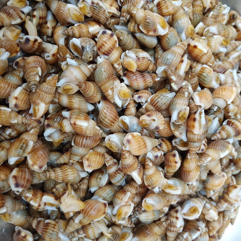 瓜子鲜活海螺丝大海青岛海鲜贝类水产小海螺螺蛳贝类制品