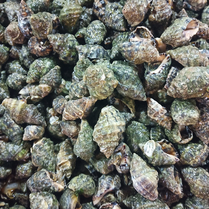 辣螺鲜活青岛海鲜贝类水产苦螺野生大小小海螺海螺