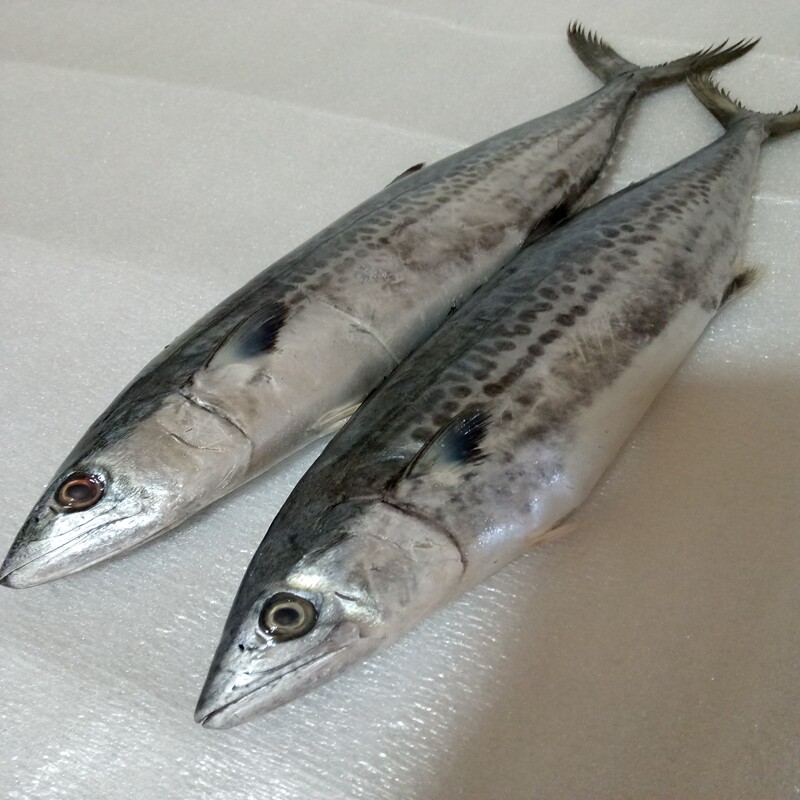 鲅鱼海鱼捕大新鲜鲜活大马马鲛鱼山东青岛鲜鱼马鲛鱼