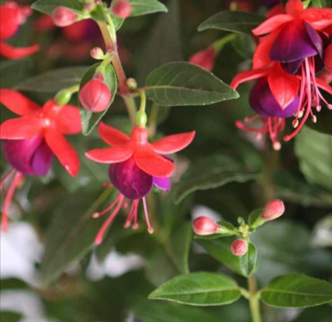 宫灯长寿花重瓣盆栽室内四季花卉开花花卉