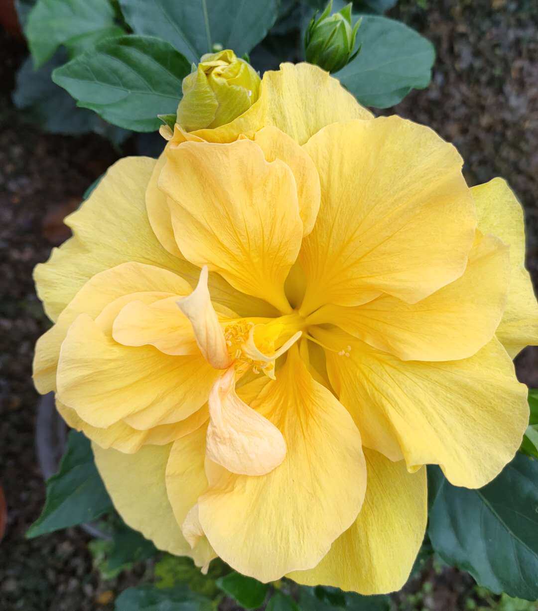 进口丹麦木槿鲜花盆栽大花重四季开花不断皮实时令草本花卉