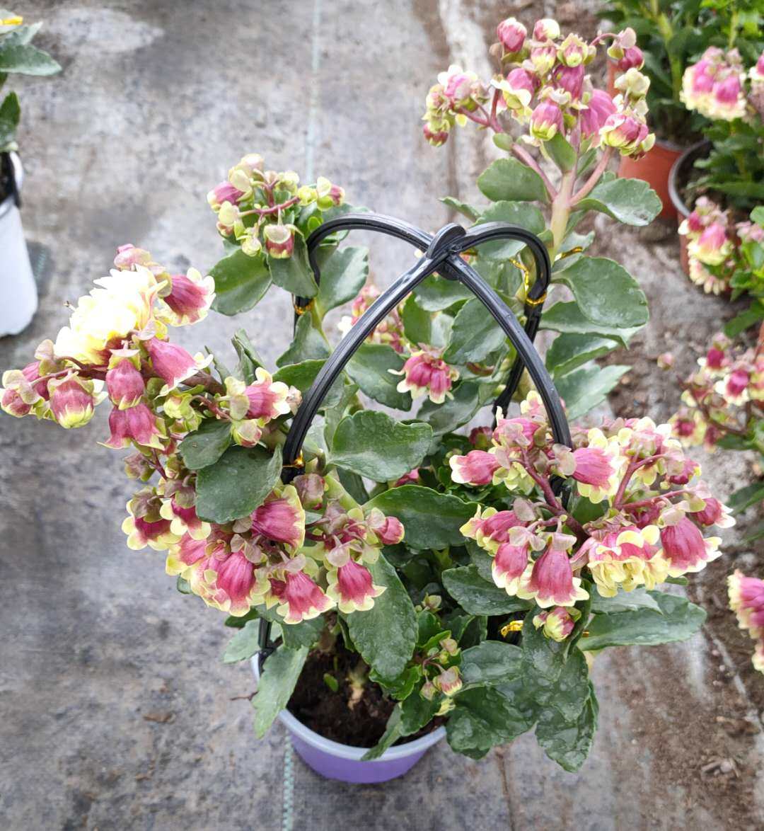 宫灯长寿花重瓣盆栽室内四季花卉开花花卉