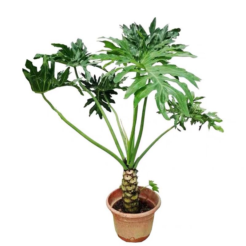 龙鑫老桩龙鳞春雨麒麟春羽盆栽高档室内大型大型绿植