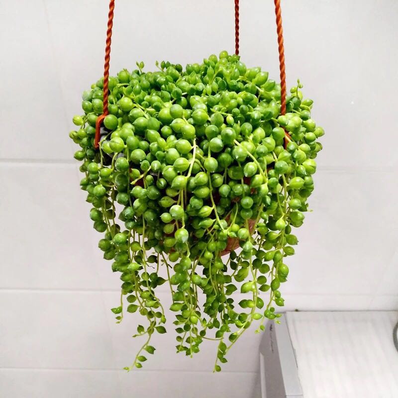 somi北京佛珠吊兰珍珠情人盆栽办公室桌面防辐射绿植