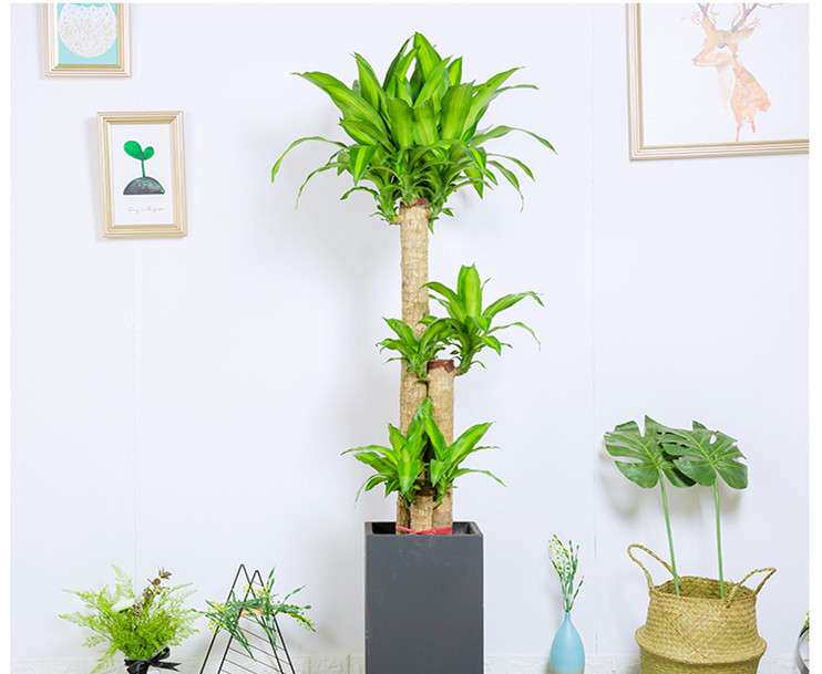 somi巴西西木盆景花卉开业乔迁绿色植物盆栽办公室大型绿植
