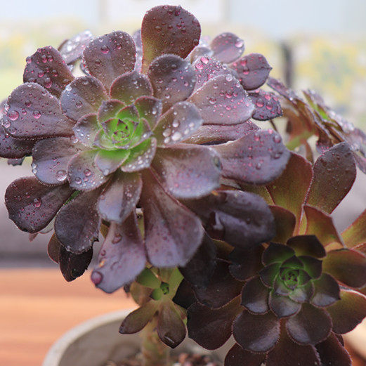 植物北京地区魔法多肉魔法师精选老桩办公室盆栽绿植