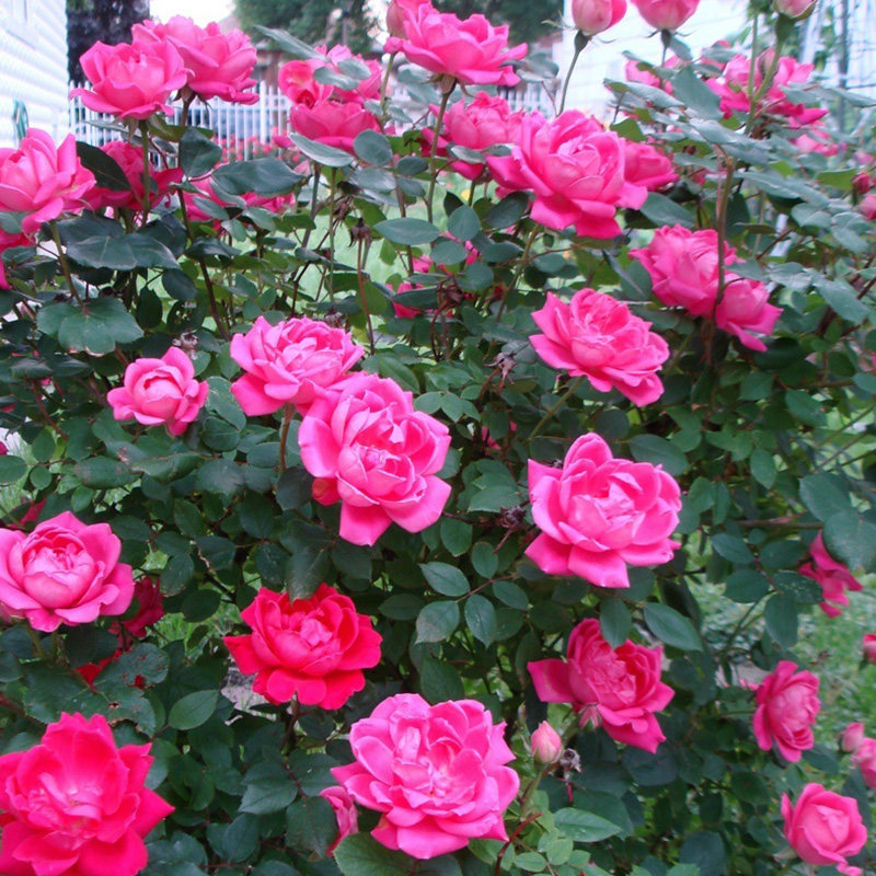 天狼粉色重瓣绝代佳人25升盆栽庭院观赏植物玫瑰玫瑰花时令草本花卉