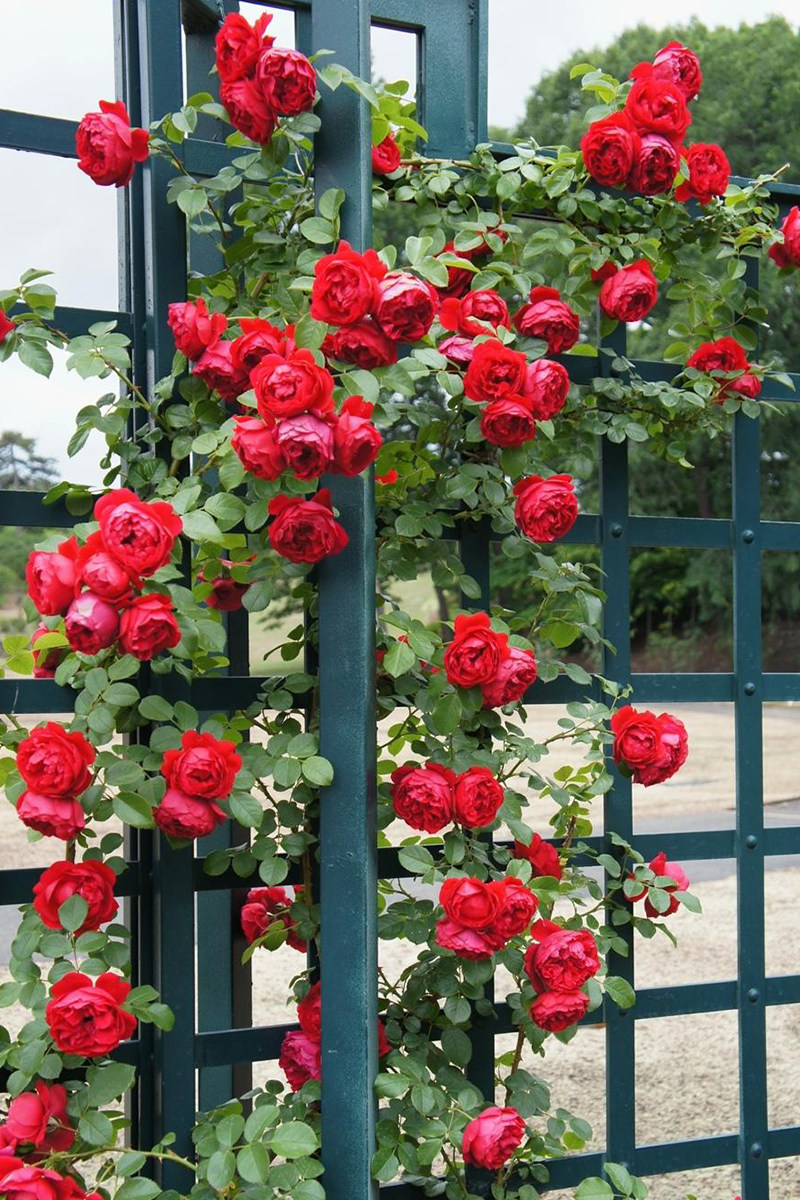 天狼藤本月季苗大花盆栽花园地爬藤玫瑰蔷薇花苗月季