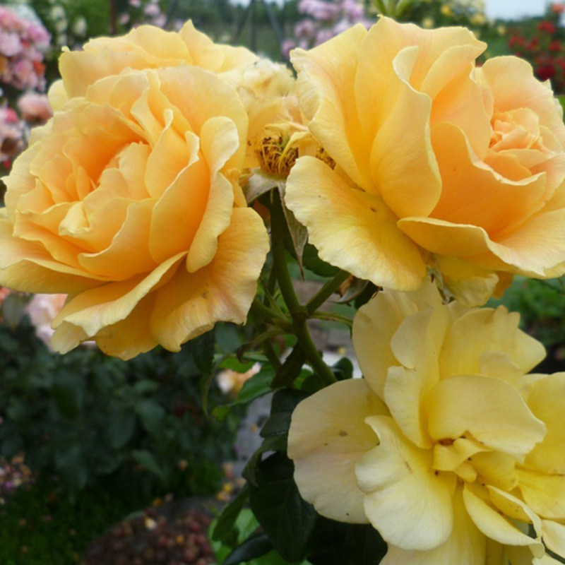 盆栽天狼庭院花卉玫瑰花玫瑰植物露台多季丰花月季