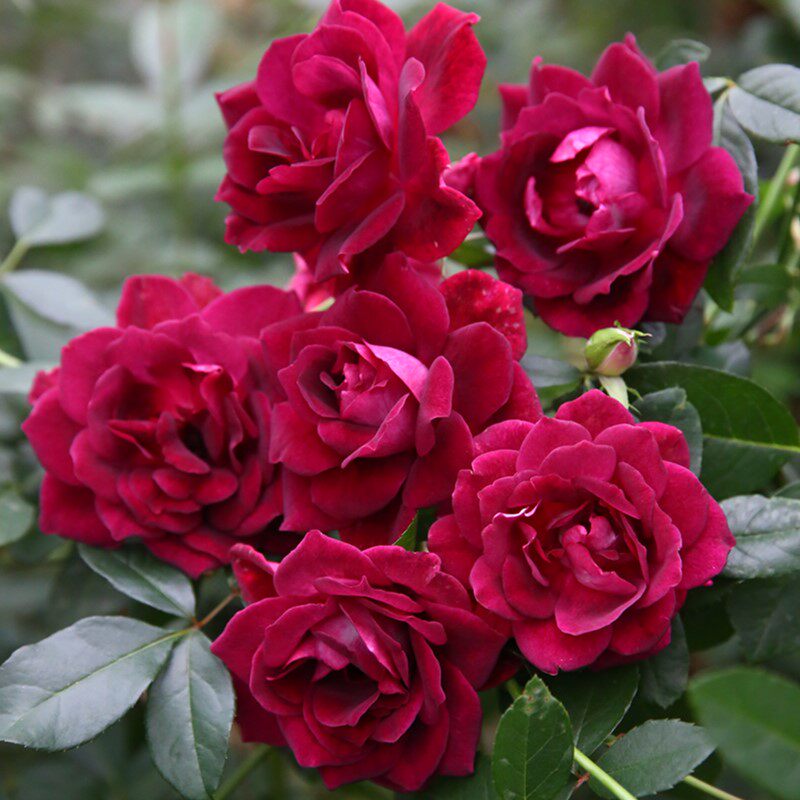 植物天狼葡萄冰山花苗抗病好养多季花卉